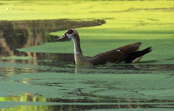 Egyptian goose - Chem Chem