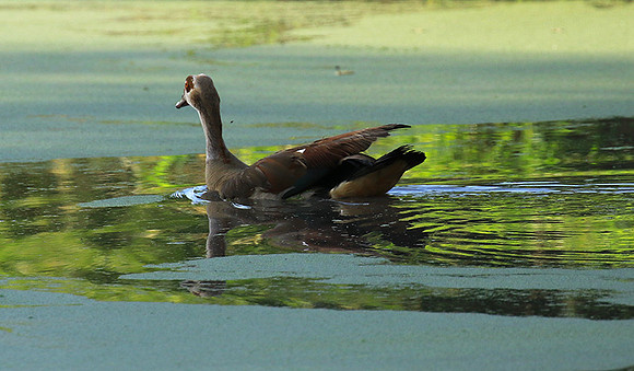 Egyptian goose - Chem Chem