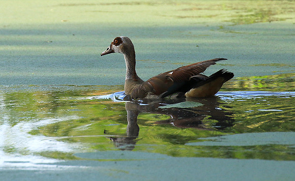 Egyptian goose - Chem Chem