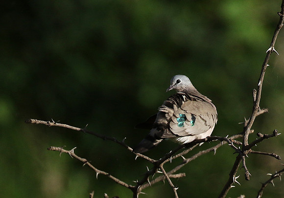 Emerald spotted wood dove -