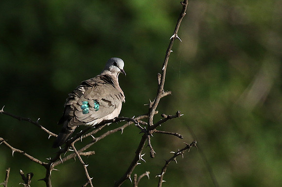 Emerald spotted wood dove -