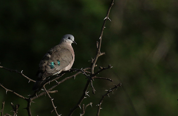 Emerald spotted wood dove -