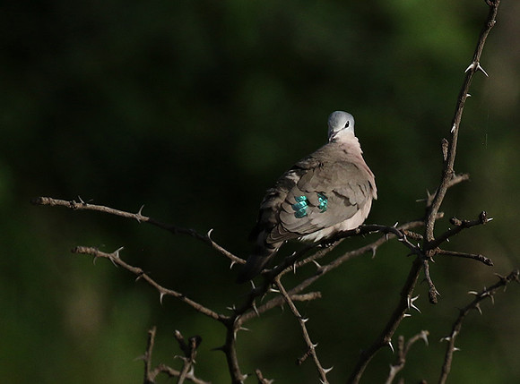 Emerald spotted wood dove -