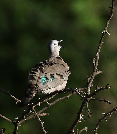 Emerald spotted wood dove -