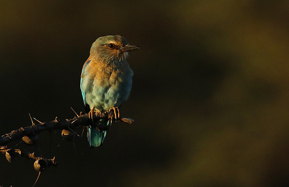 European roller