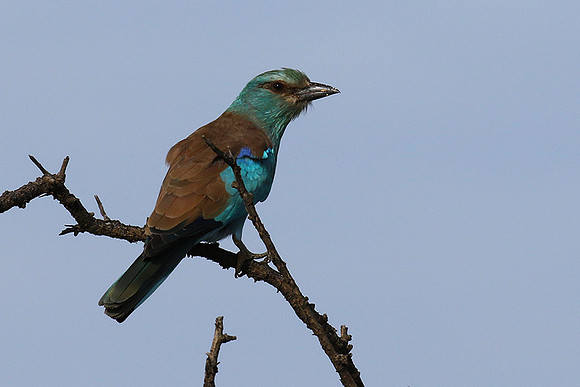 European roller