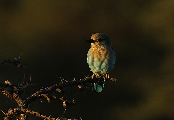 European roller