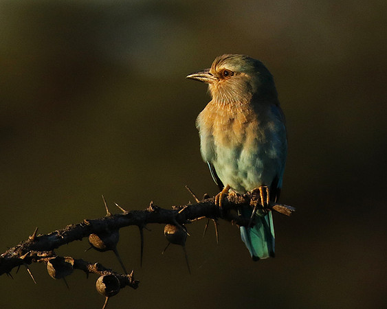 European roller