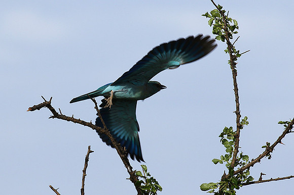 European roller