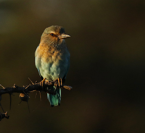 European roller