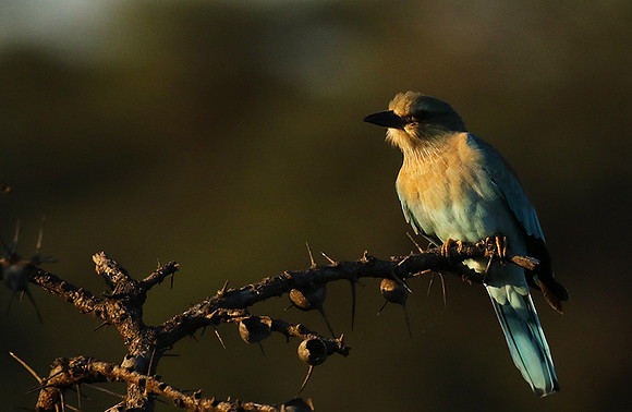European roller