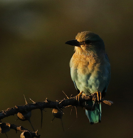 European roller