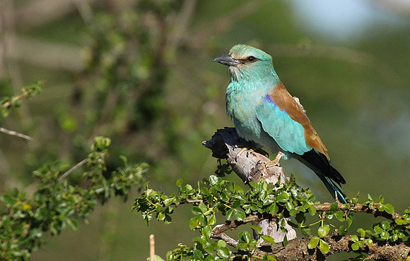 European roller