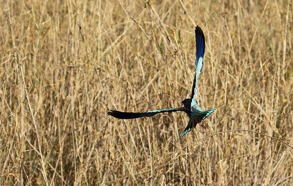 European roller