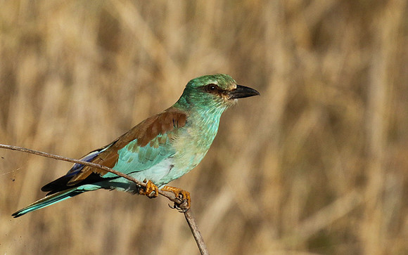European roller