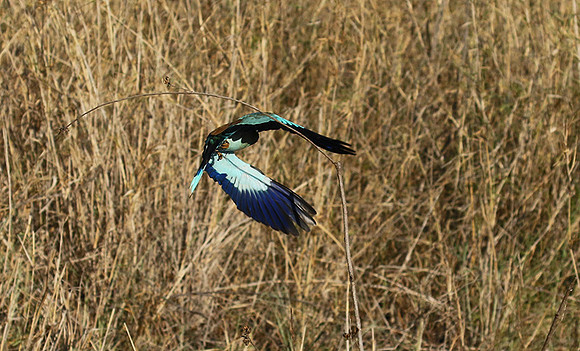 European roller