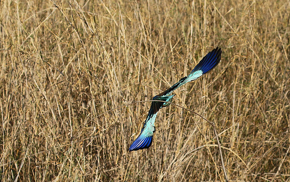 European roller
