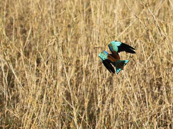 European roller