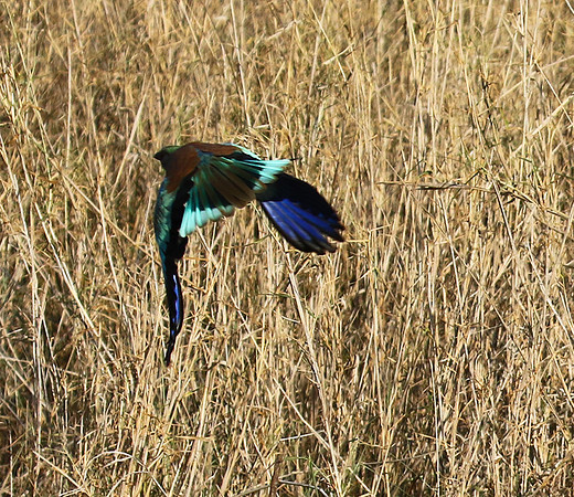 European roller