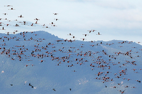 Flamingos - lake burunge