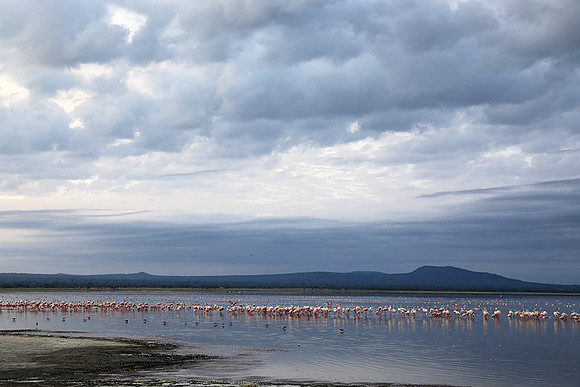 Flamingos - lake burunge