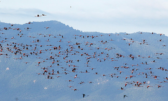 Flamingos - lake burunge