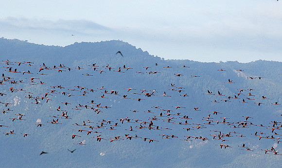Flamingos - lake burunge