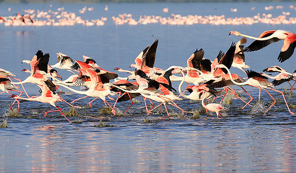 Flamingos - lake burunge