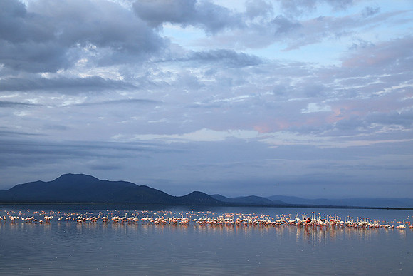 Flamingos - lake burunge