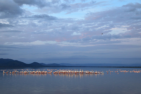 Flamingos - lake burunge