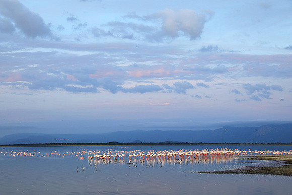 Flamingos - lake burunge