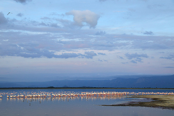Flamingos - lake burunge