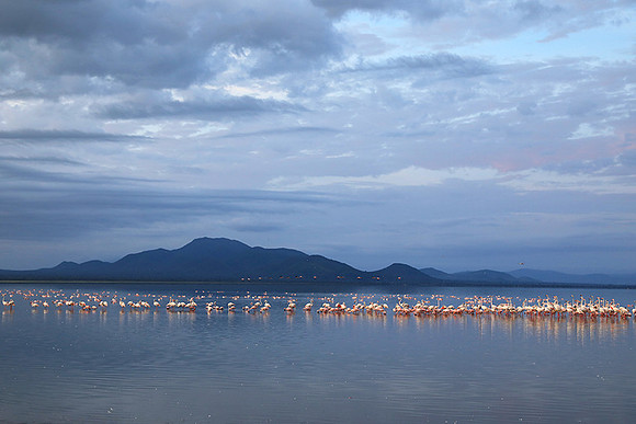 Flamingos - lake burunge