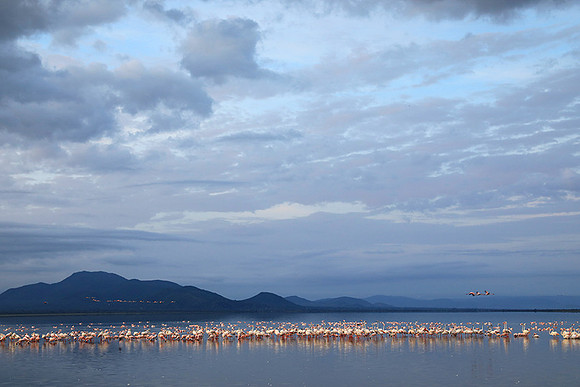 Flamingos - lake burunge