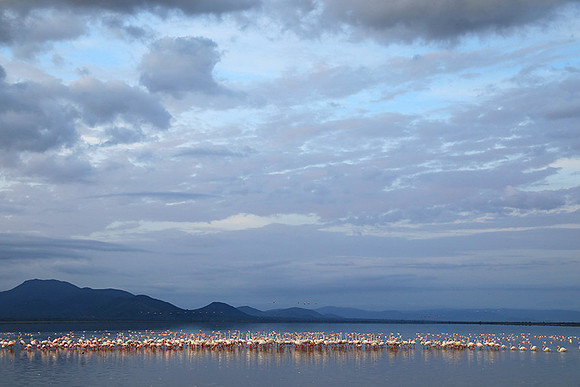 Flamingos - lake burunge