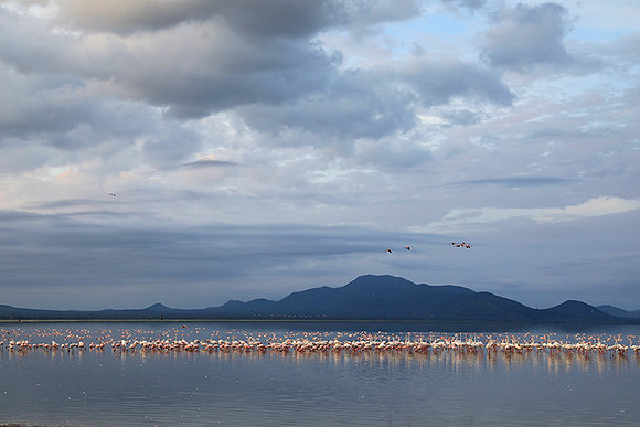 Flamingos - lake burunge