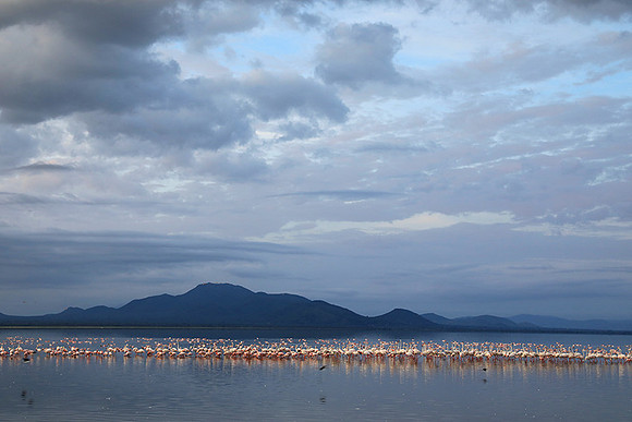Flamingos - lake burunge