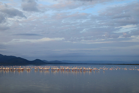 Flamingos - lake burunge