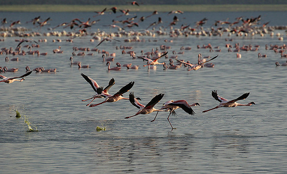 Flamingos - lake burunge