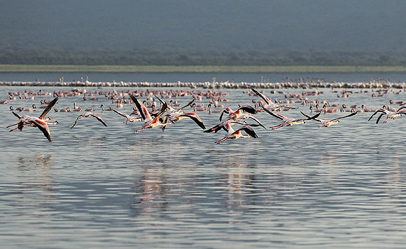 Flamingos - lake burunge