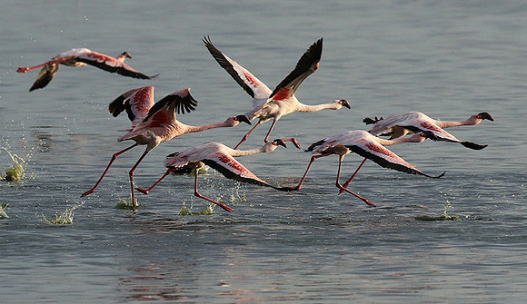 Flamingos - lake burunge