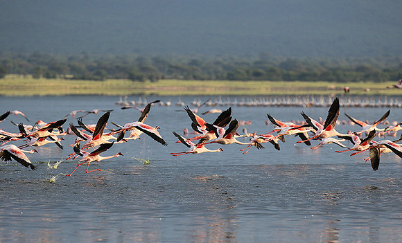 Flamingos - lake burunge