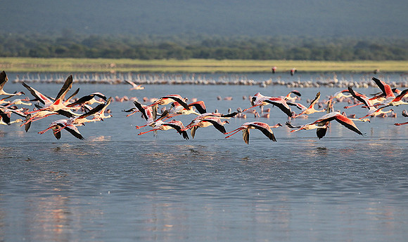 Flamingos - lake burunge