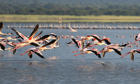 Flamingos - lake burunge