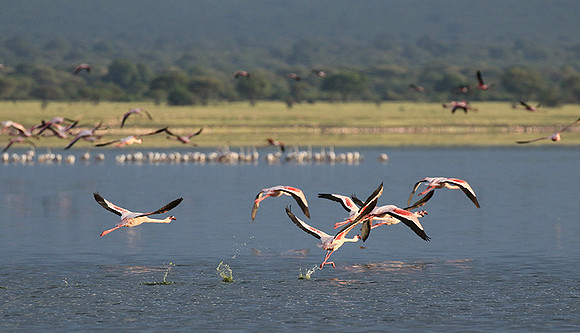 Flamingos - lake burunge