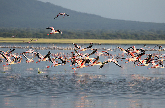 Flamingos - lake burunge