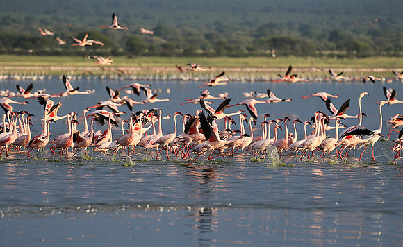 Flamingos - lake burunge