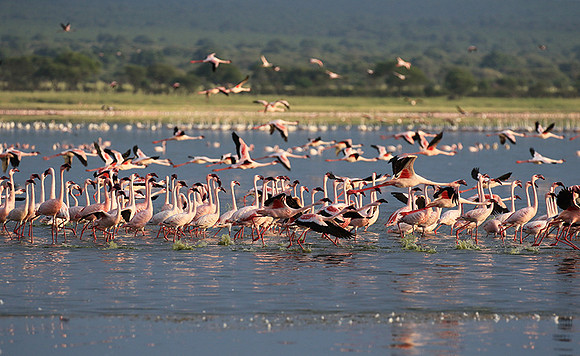 Flamingos - lake burunge