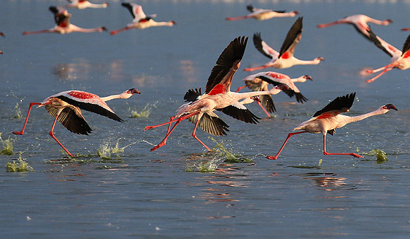 Flamingos - lake burunge