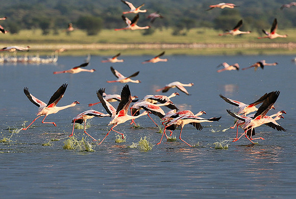 Flamingos - lake burunge
